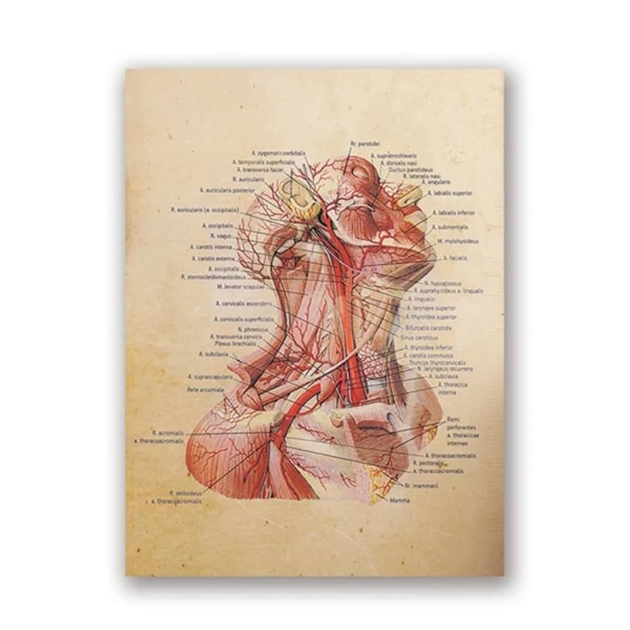 Amazon.co.jp: TYBBAG 詳細な首の解剖図ヴィンテージポスター